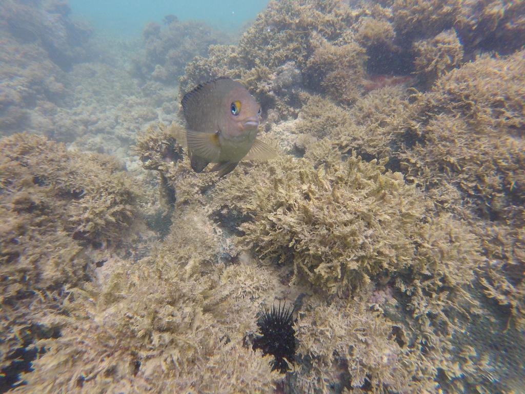 Pousada Caribe Nordestino Tamandare Luaran gambar